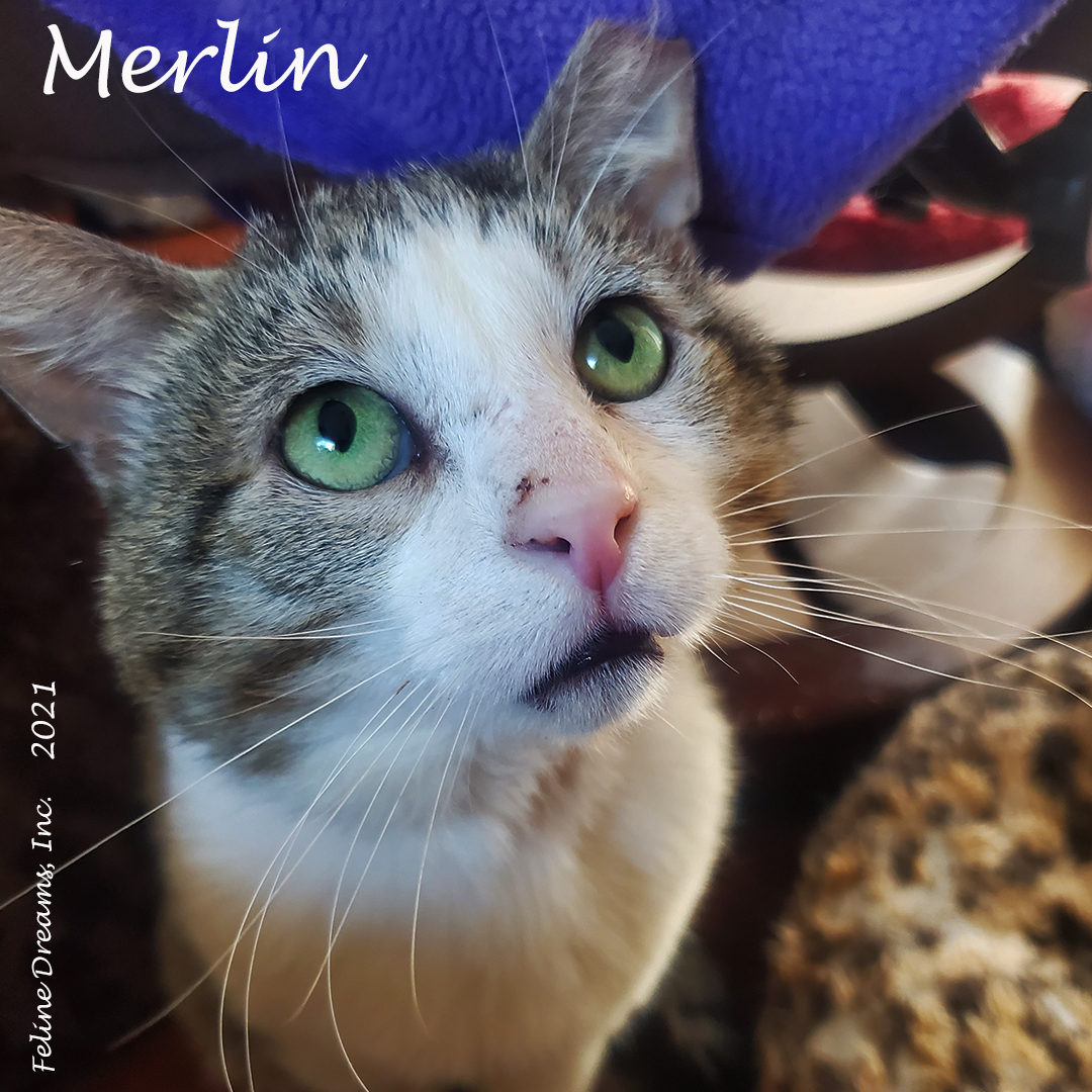 Merlin