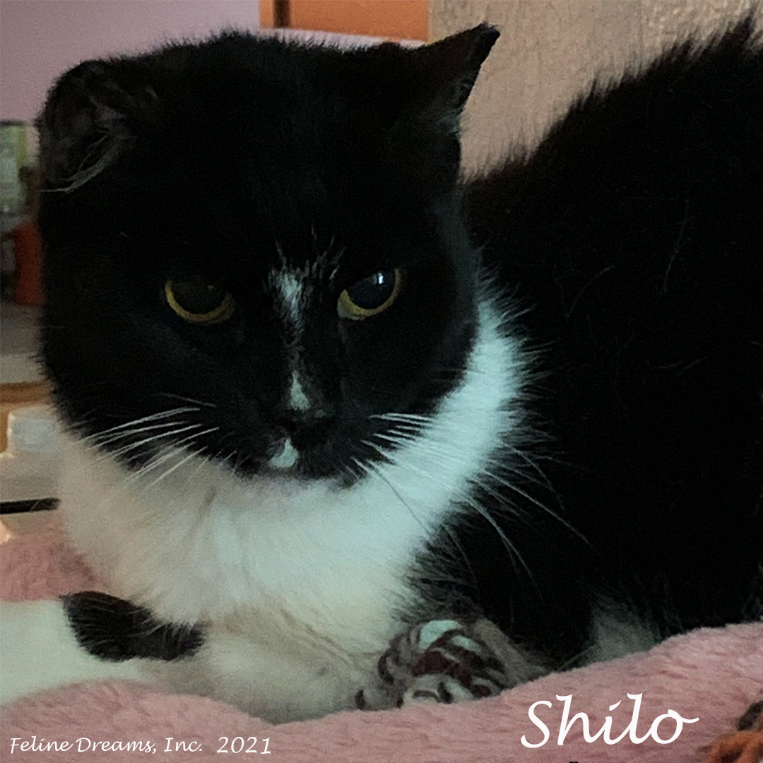 Shilo