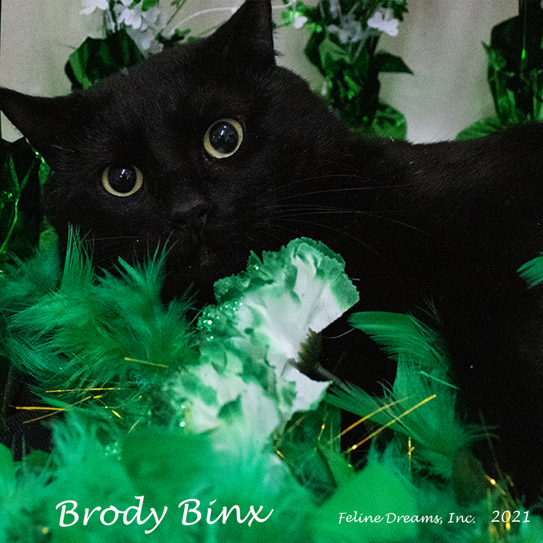 Brody Binx